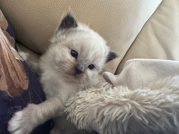 Product image 5 of 10