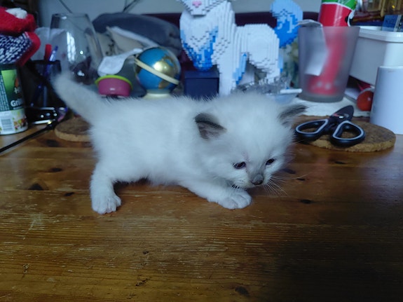 Product image 6 of 10