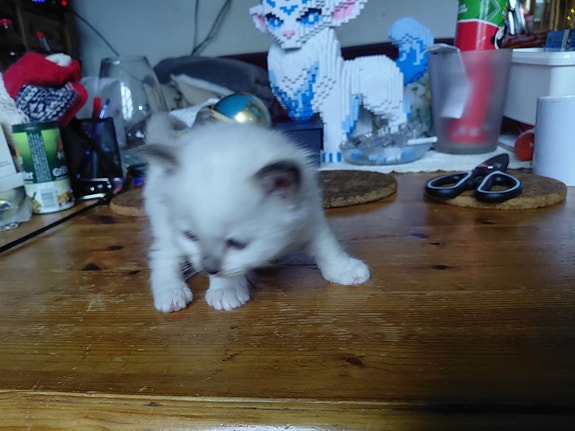 Product image 5 of 10