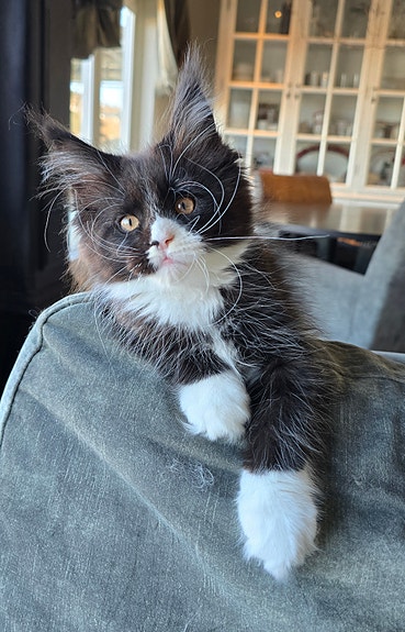 Product image 8 of 8