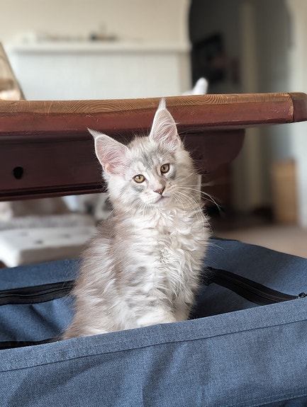 Product image 4 of 10