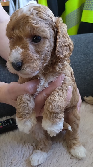 Product image 6 of 10