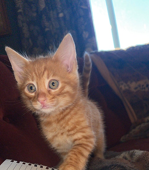 Product image 8 of 10