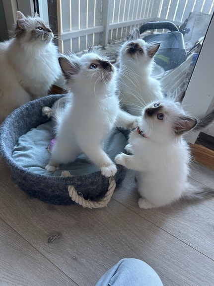 Product image 2 of 9