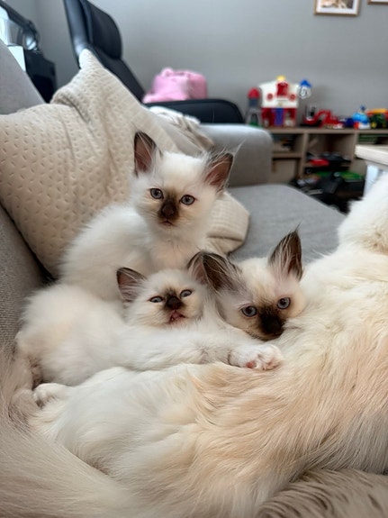 Product image 3 of 9