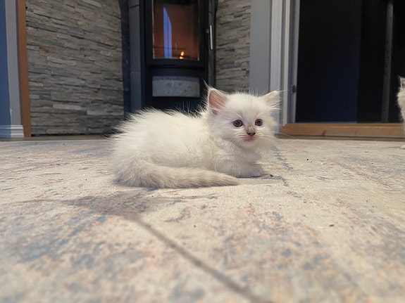 Product image 5 of 7