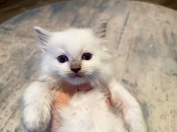 Product image 4 of 7