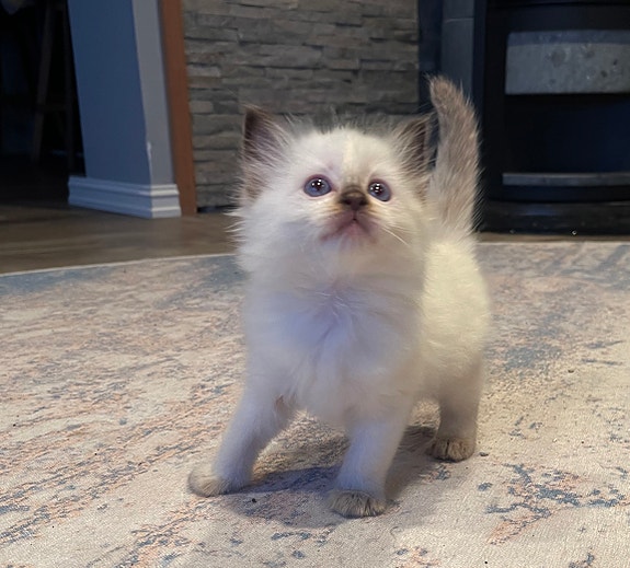 Product image 3 of 7