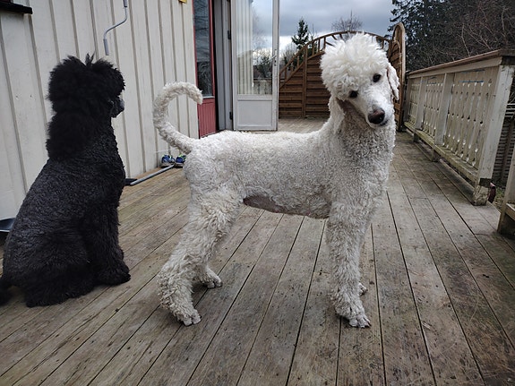 Product image 2 of 8