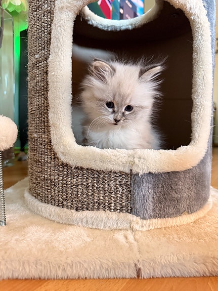 Product image 6 of 10