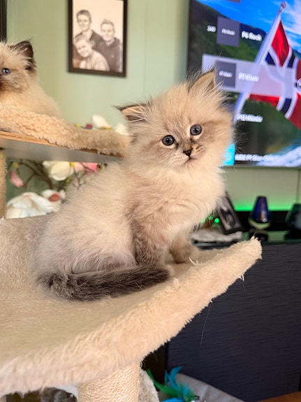 Product image 10 of 10