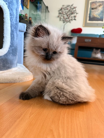 Product image 7 of 10