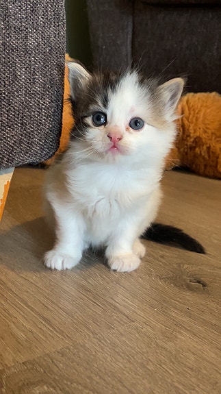 Product image 5 of 9