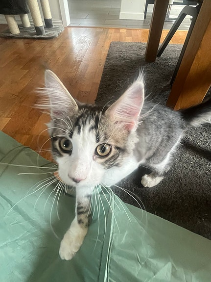 Product image 7 of 9