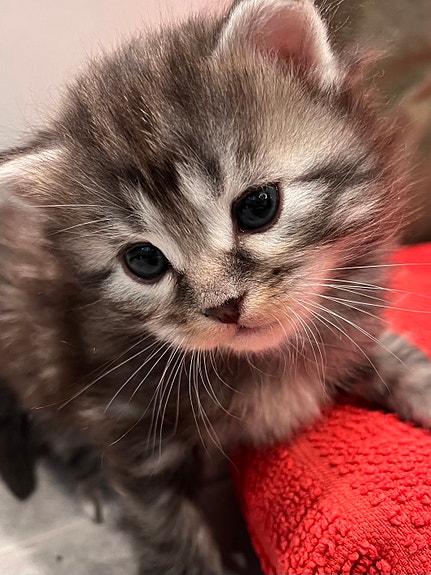 Product image 2 of 8