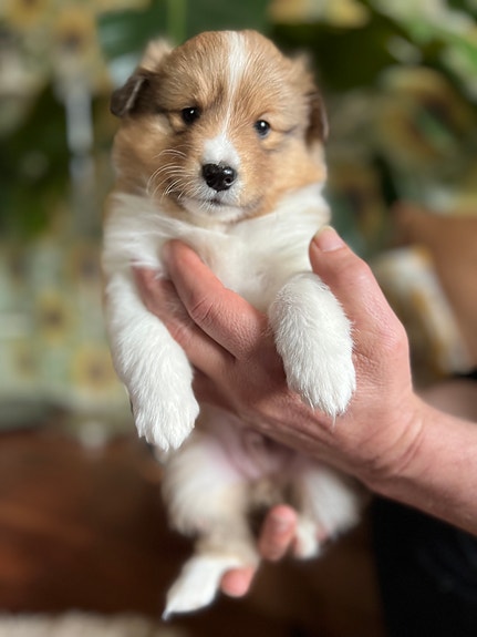 Product image 7 of 10