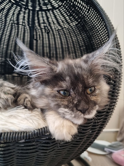 Product image 3 of 8