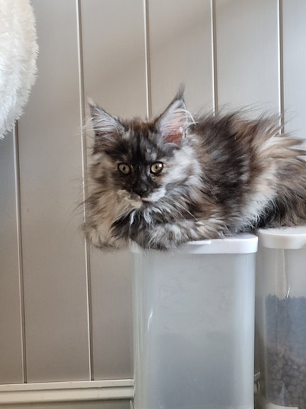 Product image 7 of 8