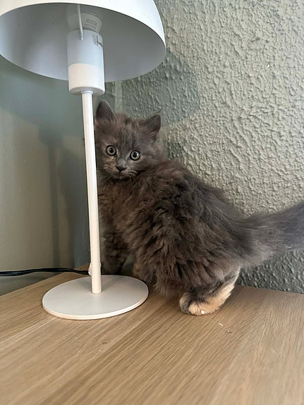 Product image 3 of 8