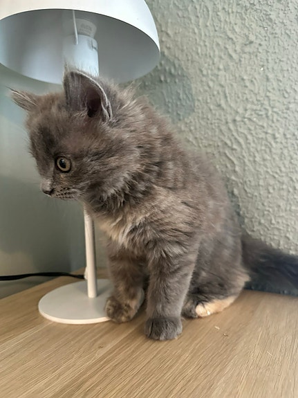 Product image 4 of 8