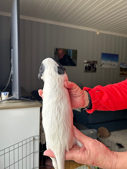 Product image 5 of 10