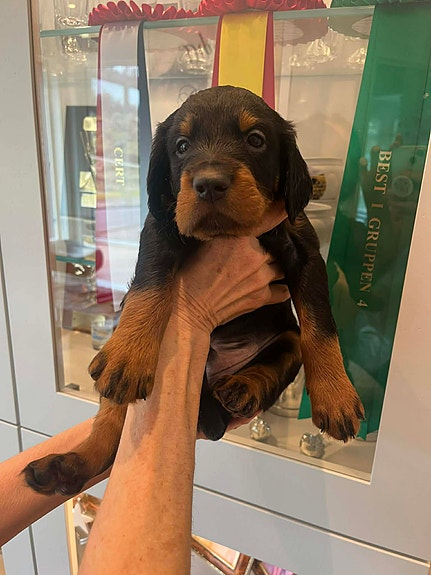 Product image 5 of 10