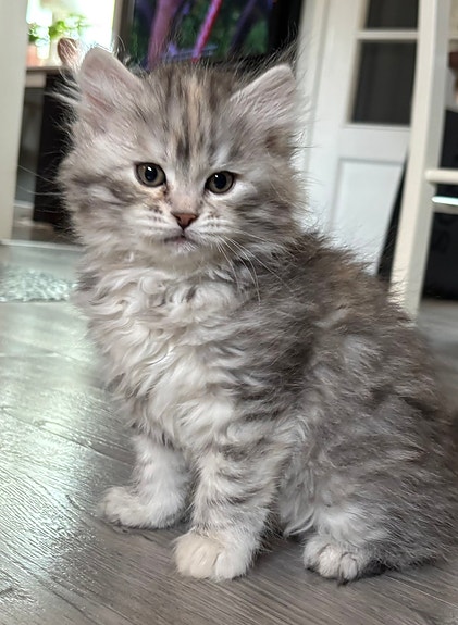 Product image 3 of 10