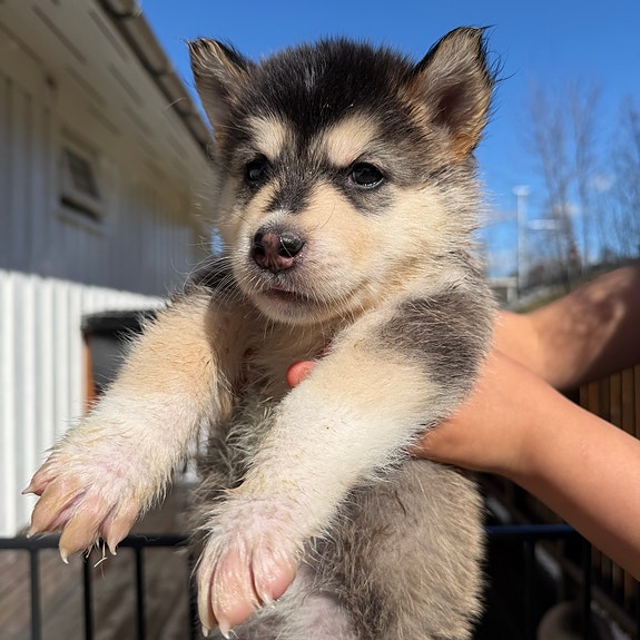 Product image 7 of 10