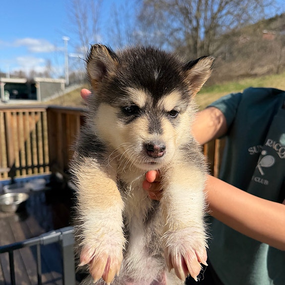 Product image 6 of 10