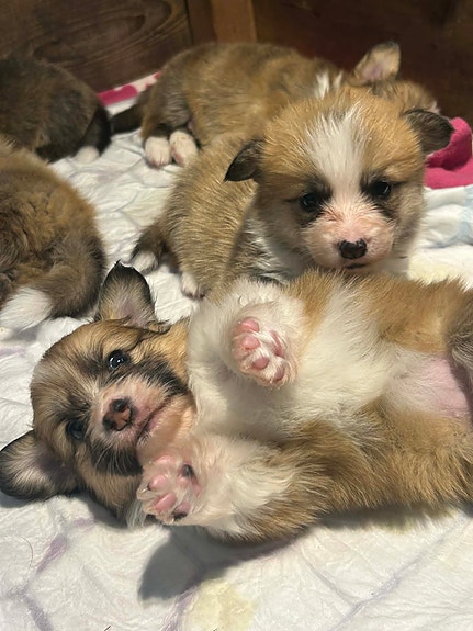 Product image 7 of 10