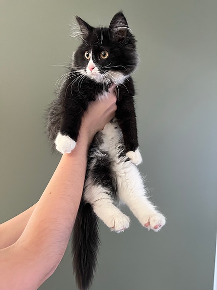 Product image 6 of 7