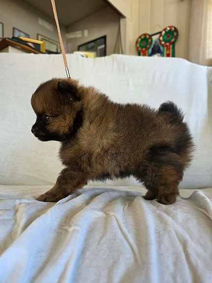 Product image 3 of 10