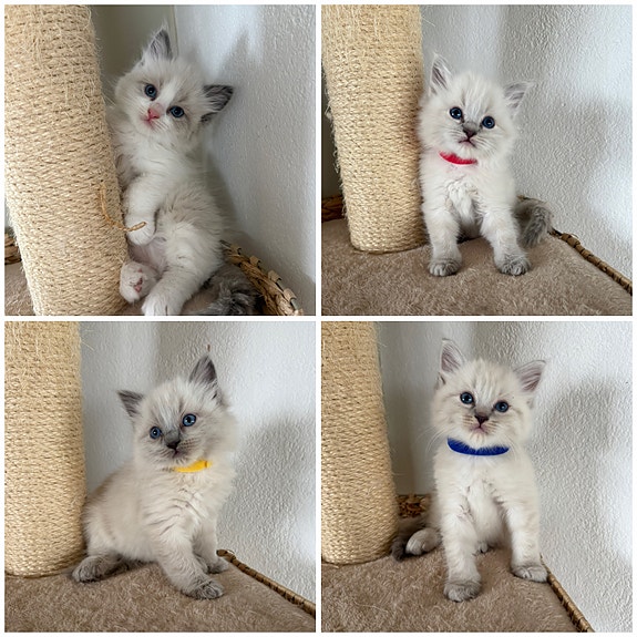 Product image 3 of 10