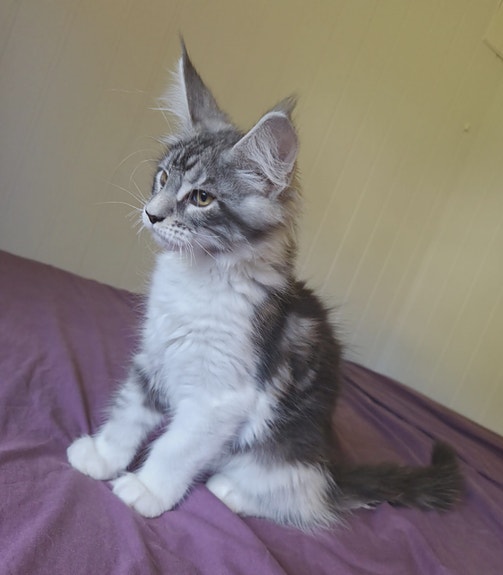 Product image 5 of 10