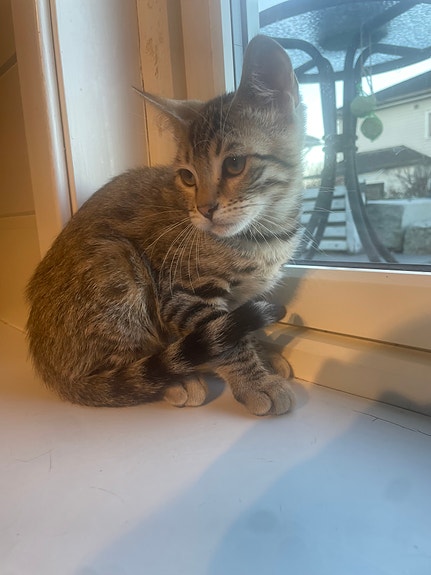 Product image 5 of 10