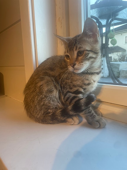 Product image 9 of 10