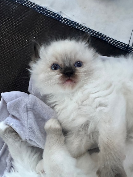 Product image 9 of 10