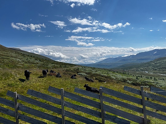 Kalvene beiter i Smådalen i Vang