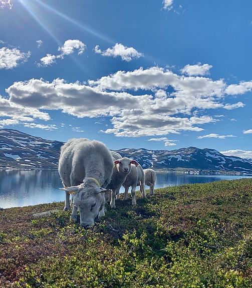Tyinlam - en av våre lokale råvarer