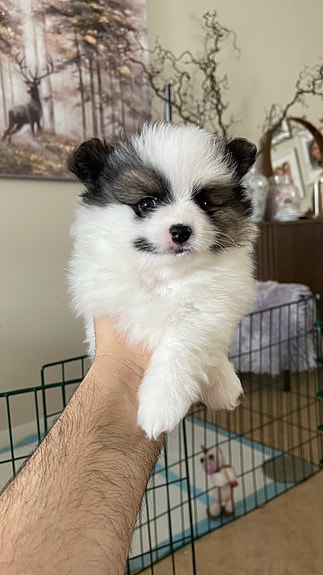 Product image 7 of 10