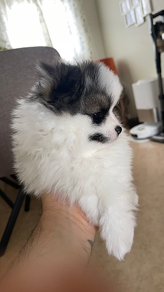 Product image 6 of 10