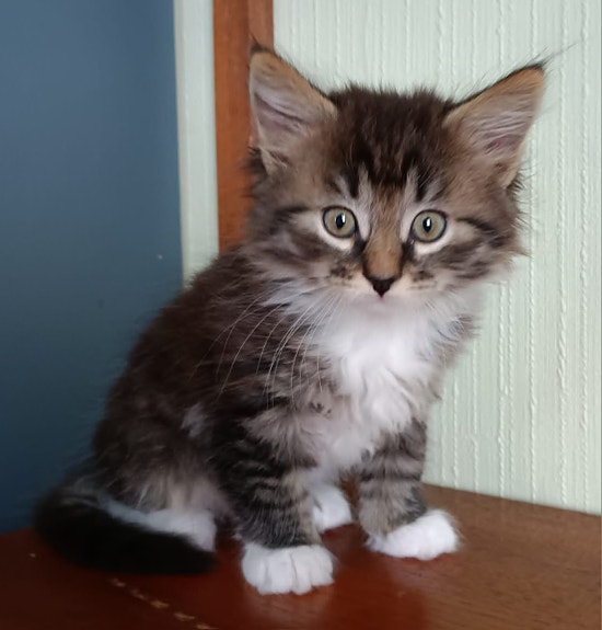 Product image 4 of 7