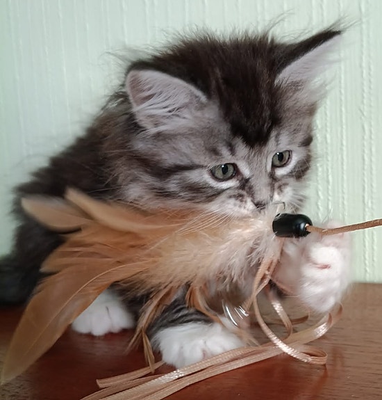 Product image 5 of 7