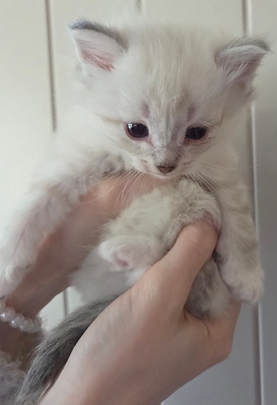 Product image 7 of 10