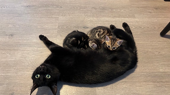 Product image 5 of 10