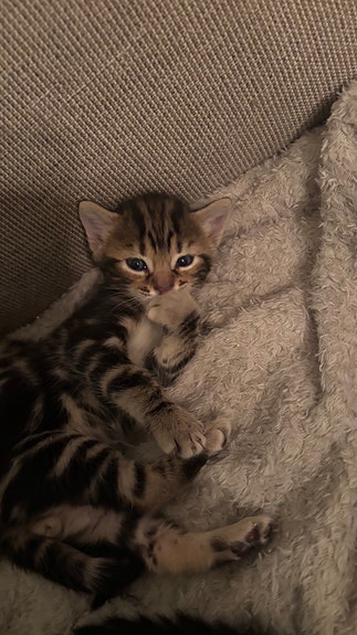 Product image 7 of 10