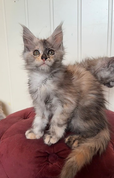 Product image 4 of 10