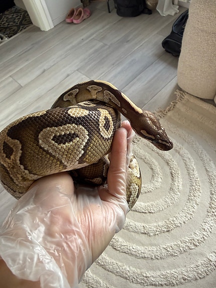 Product image 3 of 10