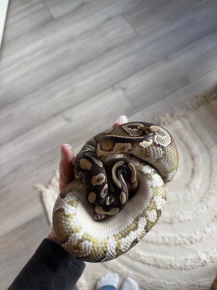 Product image 5 of 10