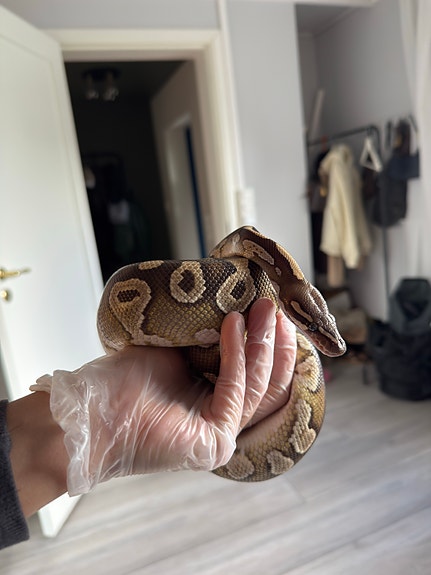 Product image 4 of 10